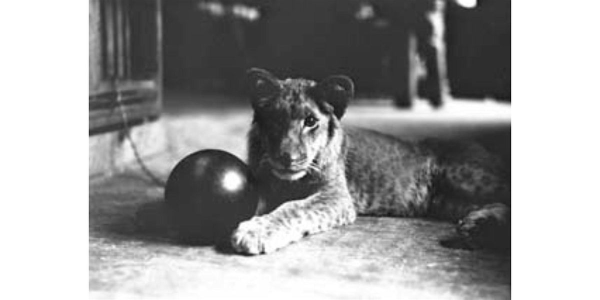 Central Library - Former Museum Offices Tour - Sun @ 2:30 pm