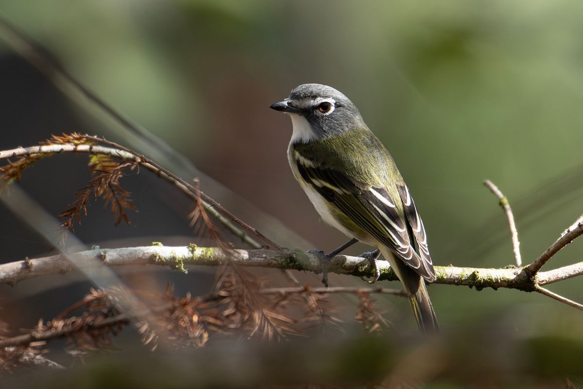 Feathered Friends: Birding Basics