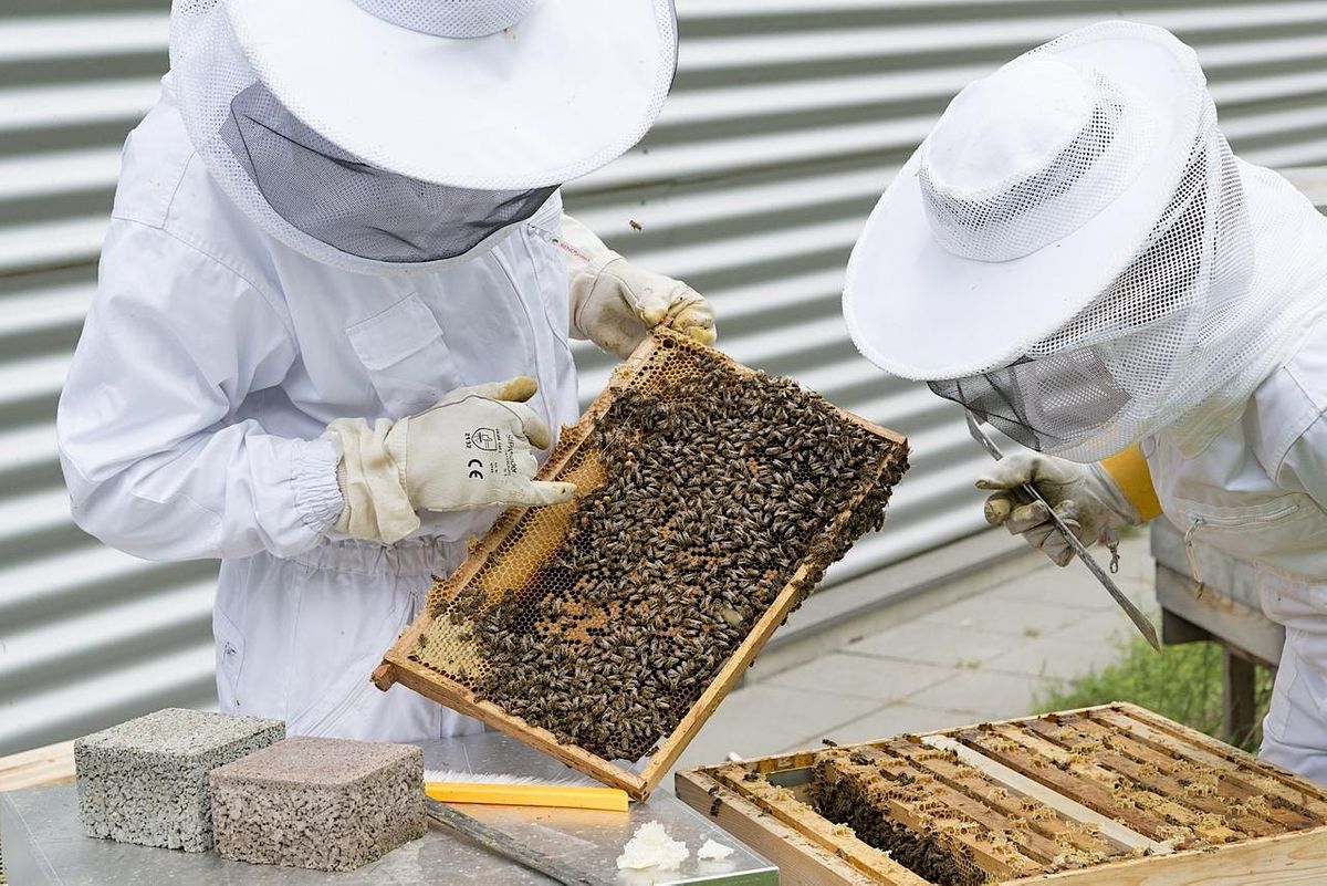 HWBKA Beekeeping Taster Day