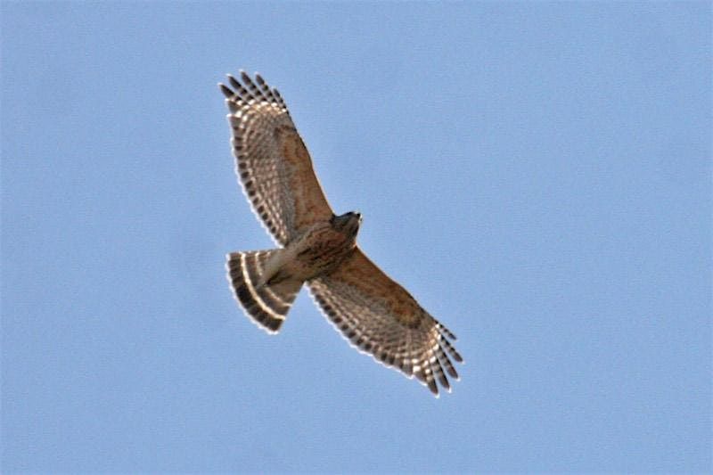 NJ Young Birders Club-Cape May Hawk Watch