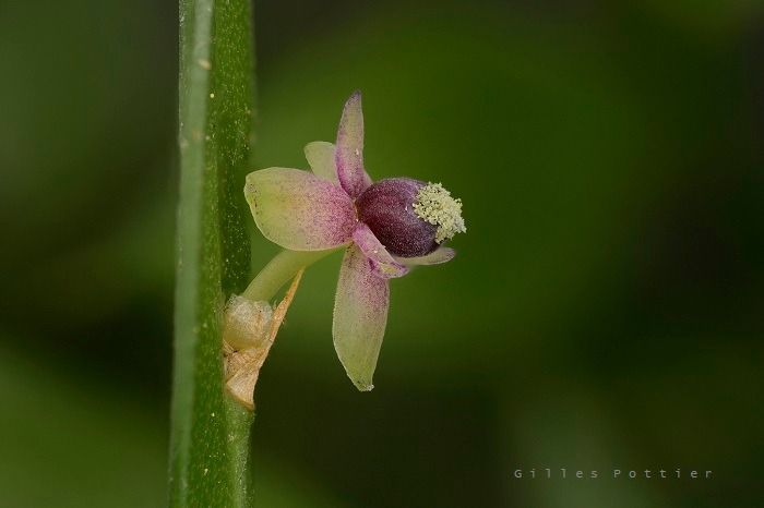 Balade "Plantes comestibles et m\u00e9dicinales" \u00e0 Cambo-les-Bains