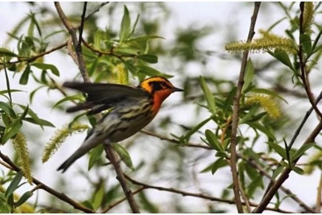 Nature Walk With A Forest Ecologist: Bird's Eye View