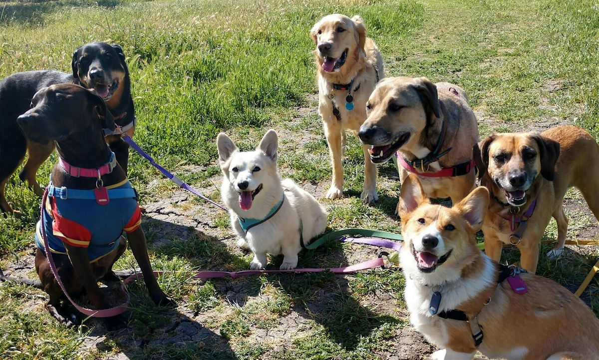 Tarpon Springs Dog Walking Meetup