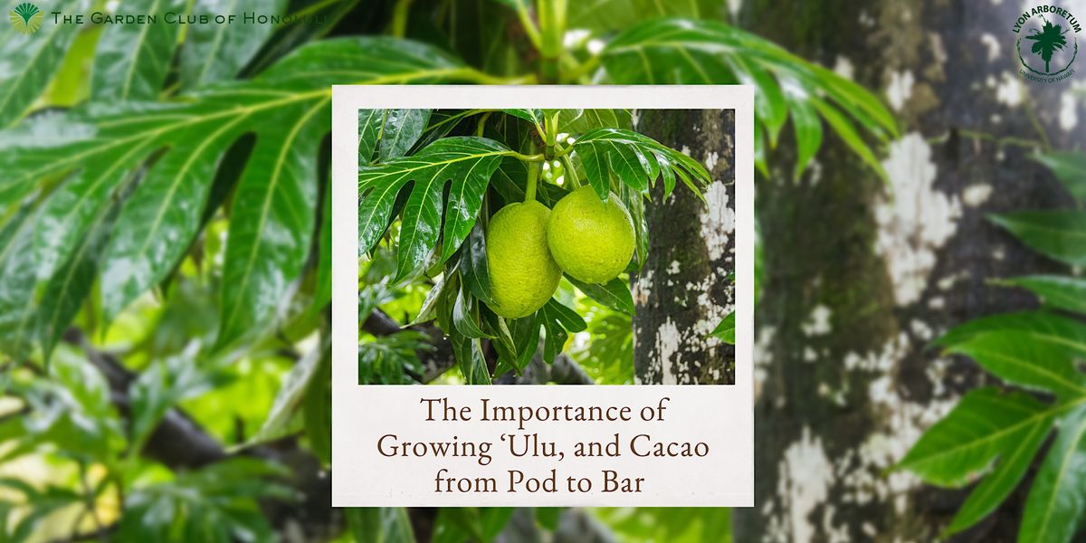 The Importance of Growing Ulu, and Cacao from Pod to Bar