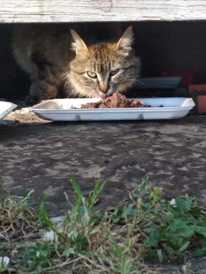 I mici della zia annamaria nari