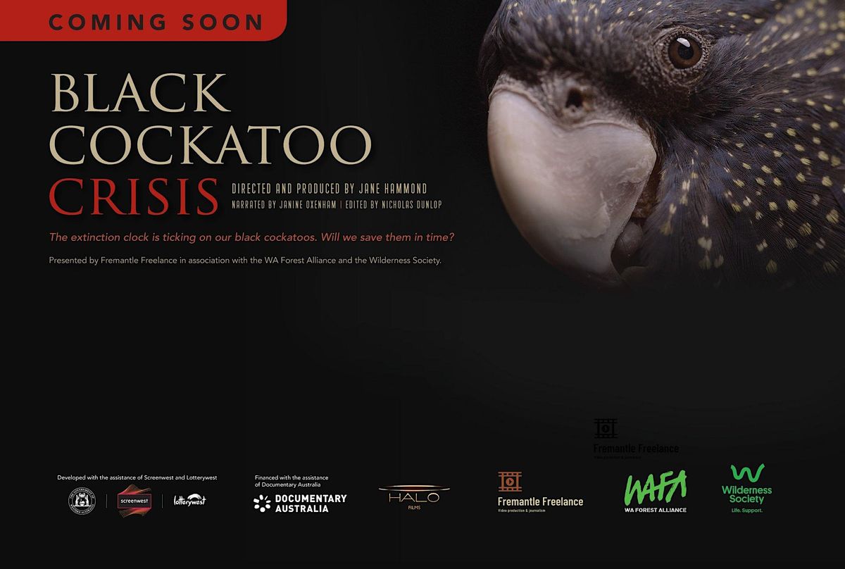 BLACK COCKATOO CRISIS