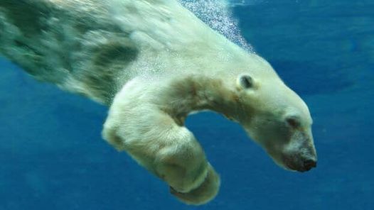 Sand Wannabes 2022 Polar Bear Plunge!