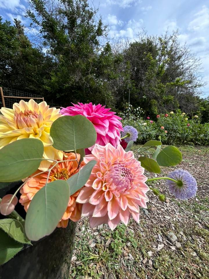 3rd Annual Okanagan Dahlia Sale