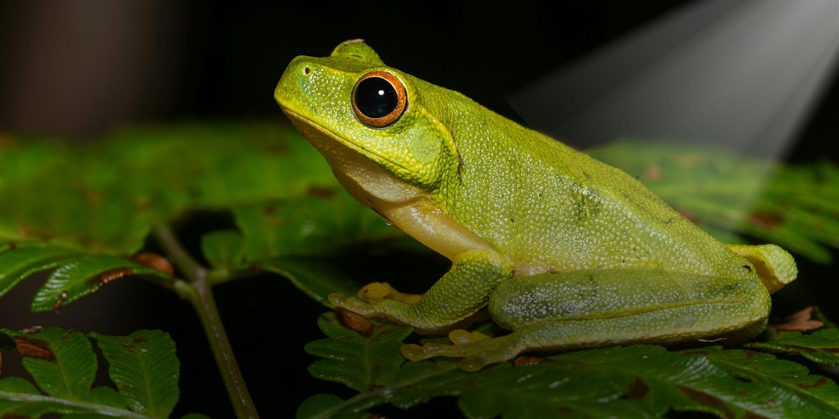 NaturallyGC - The Life of Frogs (Spotlighting)