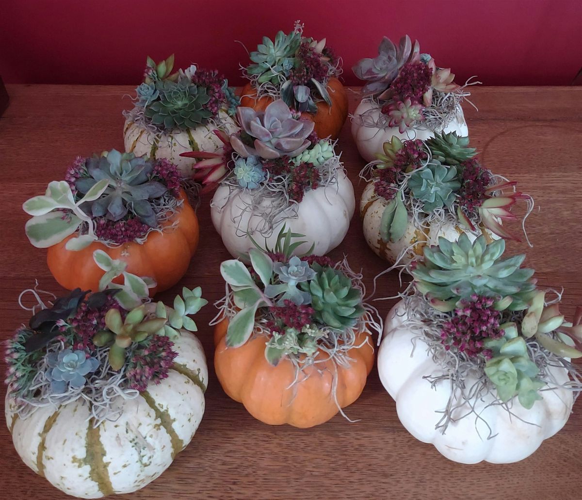 Succulent Pumpkins Workshop