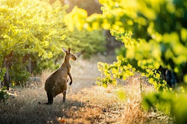 World of Wine: Explore Australia and New Zealand!