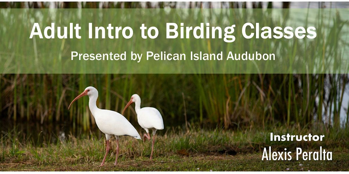 Adult Intro to Birding Classes - October - November 2024