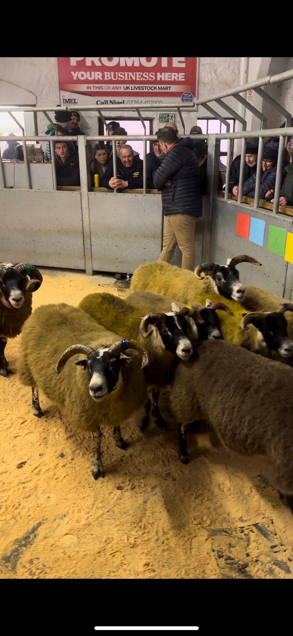 North Argyll Blackface Sheep Breeders Stockjudging 