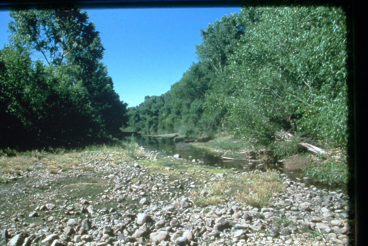 Riparian Tree ID Workshop