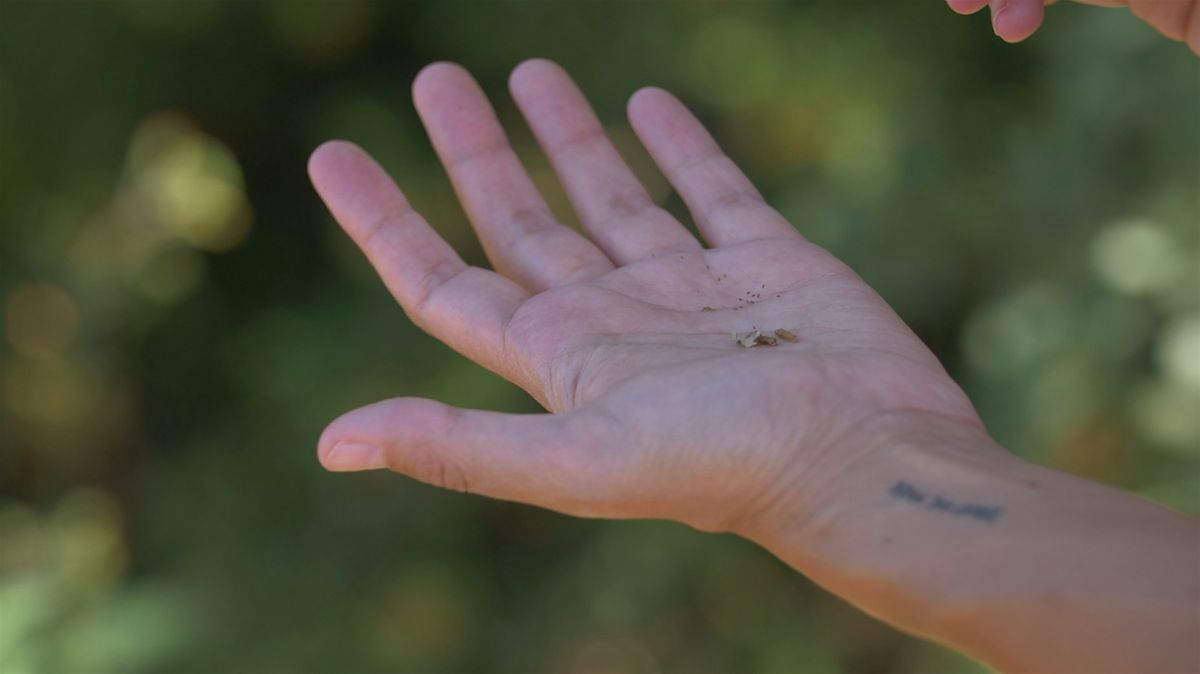 Seed Storing for Conservation