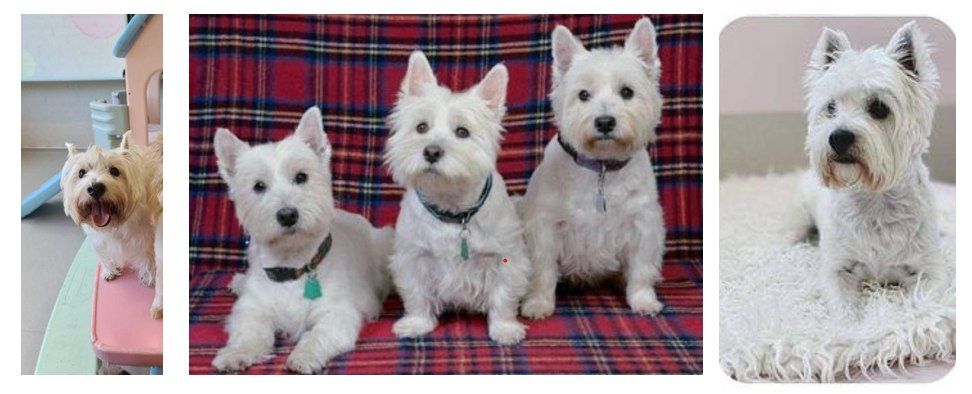 West Highland Terrier Social Meetup