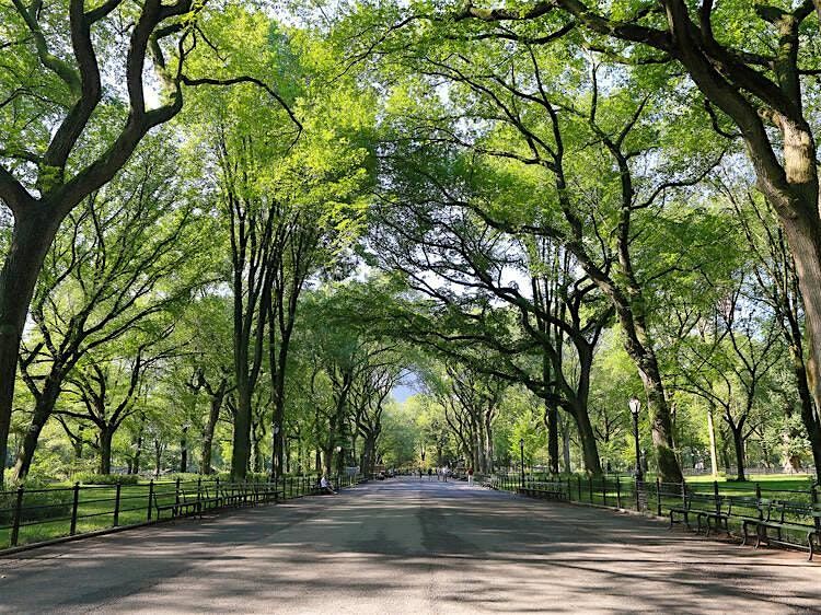 Central Park Sunset Singles Stroll