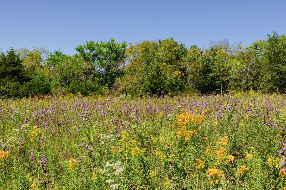 Woodland & Prairie Restoration Walk (Free)