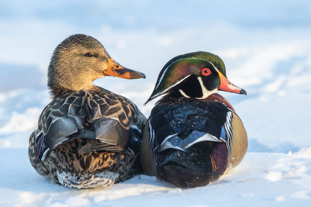 Ducks of Western Mass