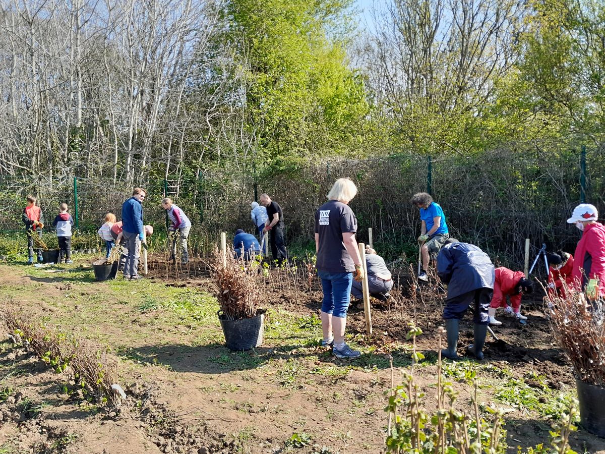 Forest Farm tree nursery volunteering