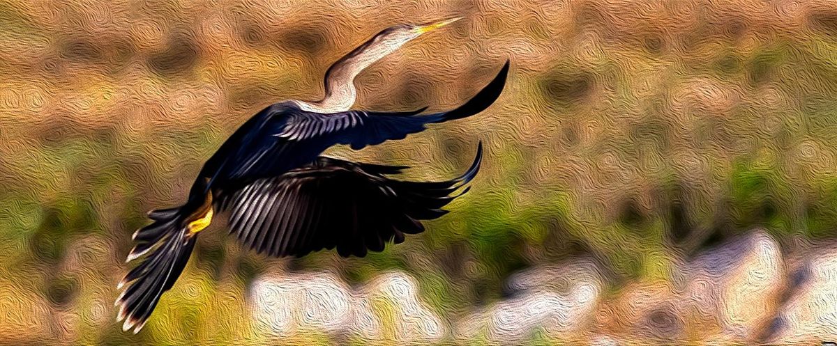 Field Trip: T. M. Goodwin Wildlife Management Area & Broadmoor Marsh Unit