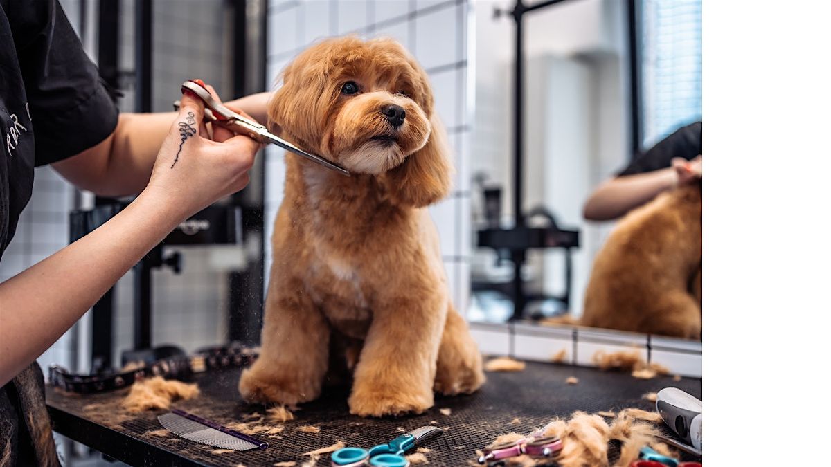 Dog Grooming - Free Online Training