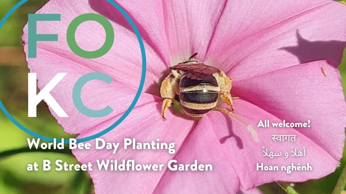 World Bee Day Planting at B Street Wildflower Garden