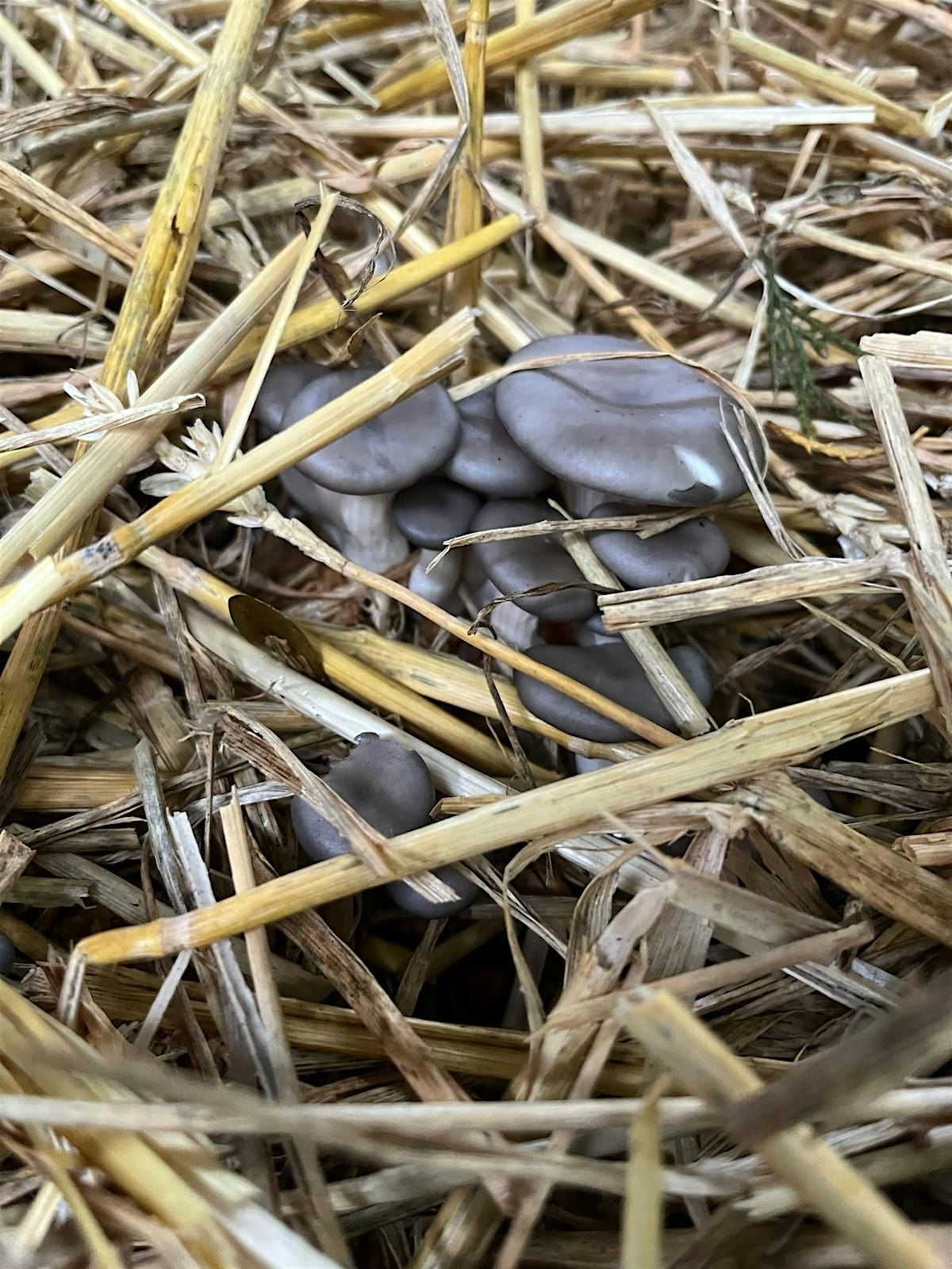 An Intro to Outdoor Mushroom Cultivation  @ StenHouse Allotments