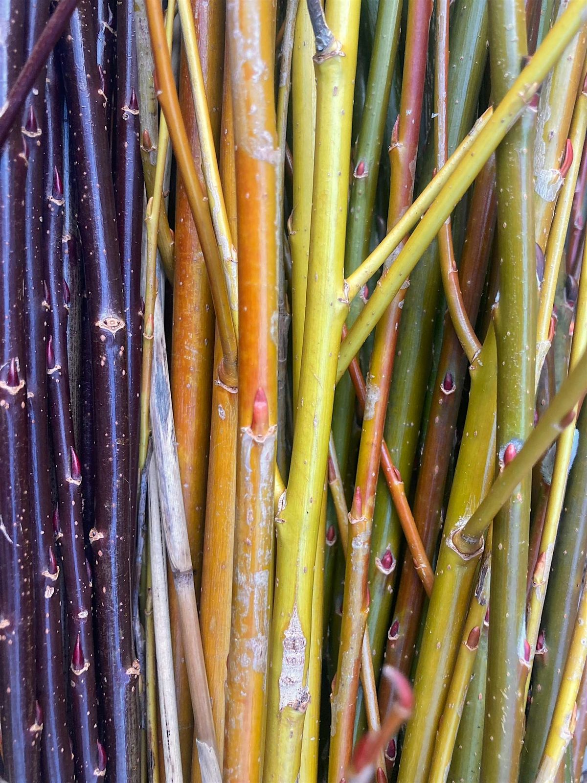 Willow Cutting and Weaving Day at Oulton Marshes (ECC 2806)