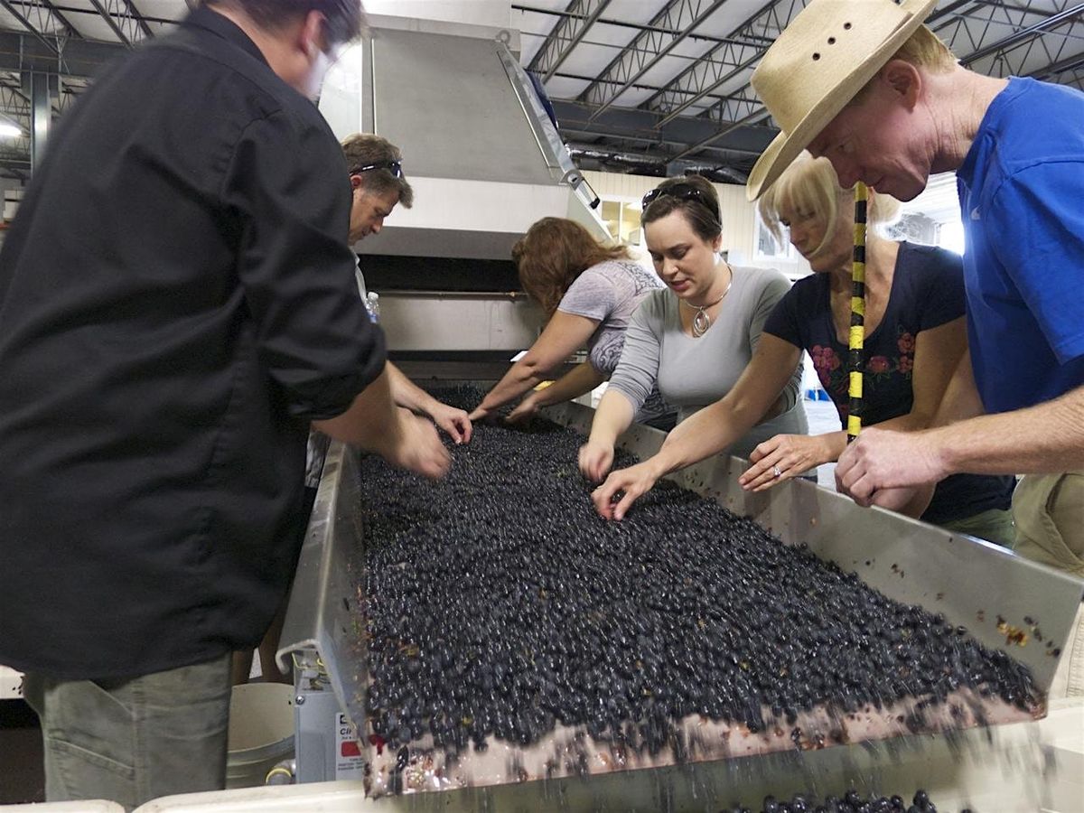 Winemaking Crushcamp: Thursday, September 26, 2024