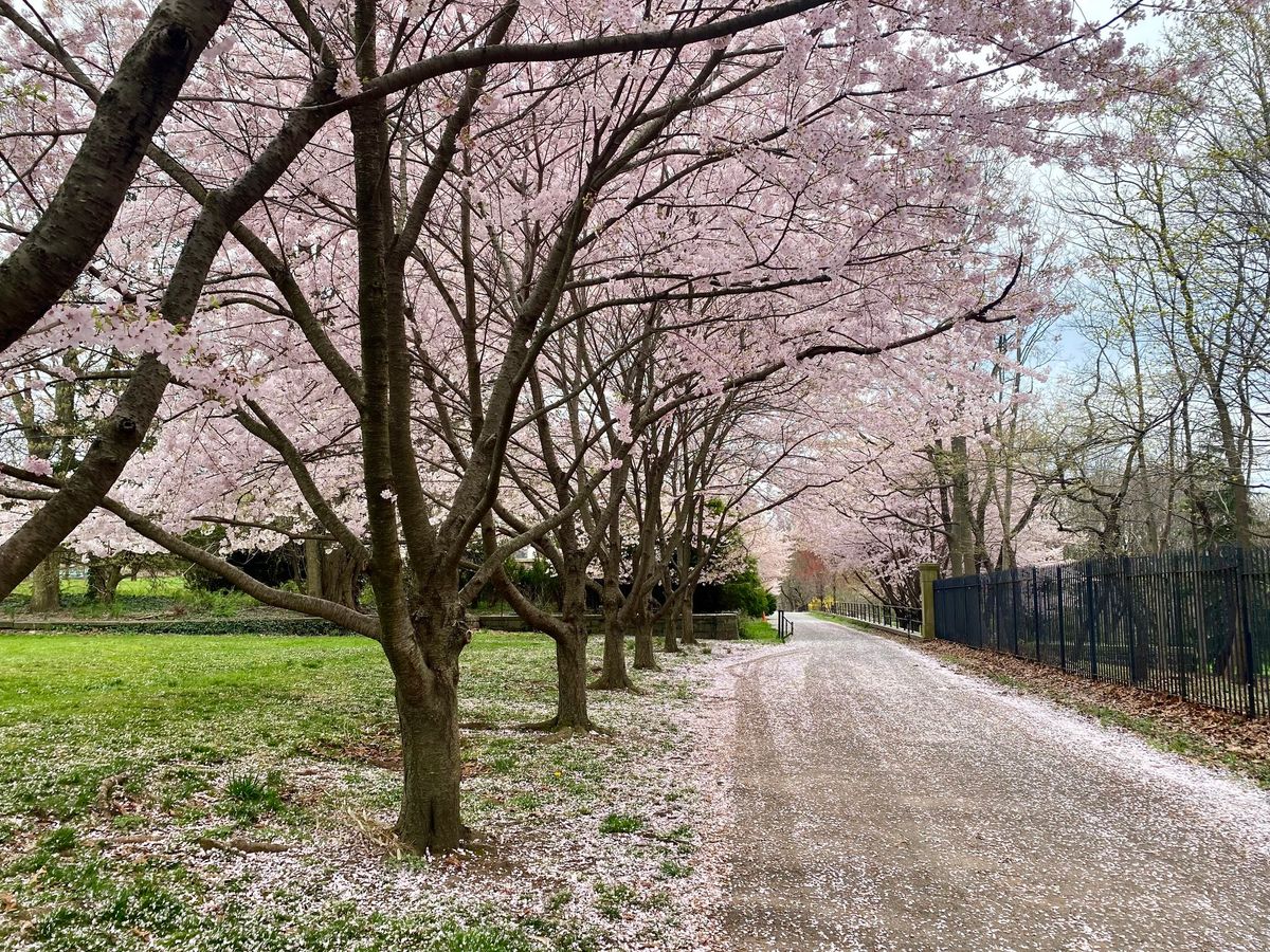 Spring Flowering Tree and Shrub Walk