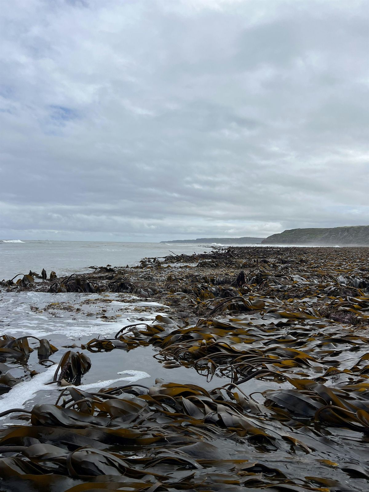 Dip into Seaweed and The Big Seaweed Search