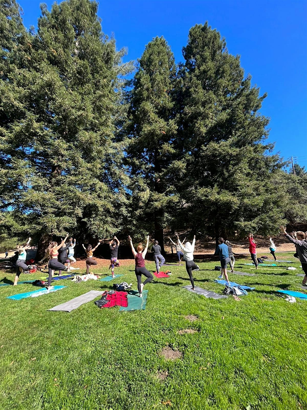 Yoga in the Redwoods (Cacao to Follow)