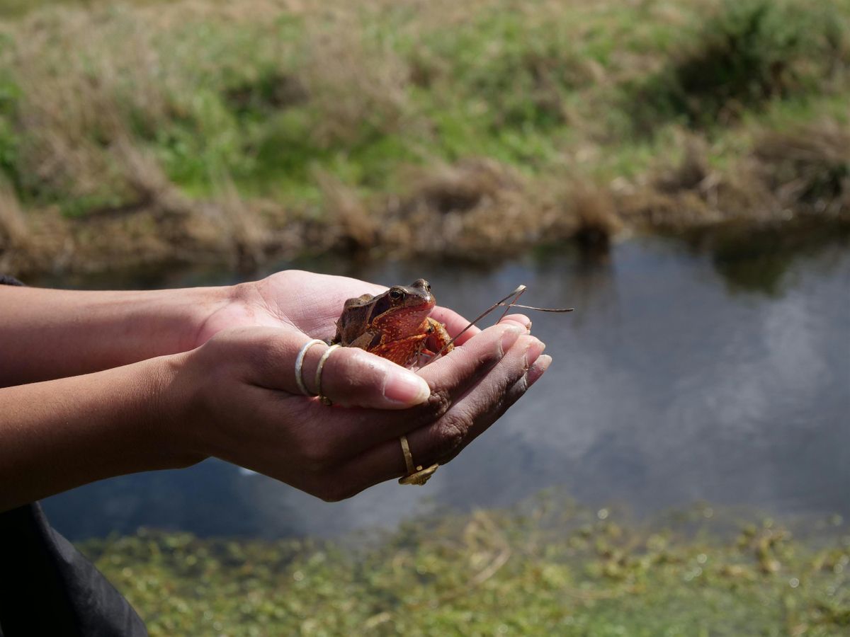 Wetlands Workshop: Wonderful World of Amphibians