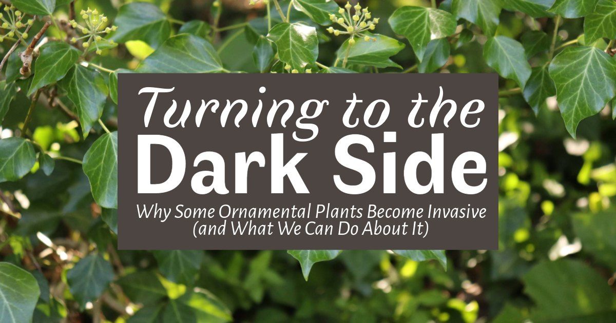 Turning to the Dark Side: Why Some Ornamental Plants Become Invasive (and What We Can Do About It)