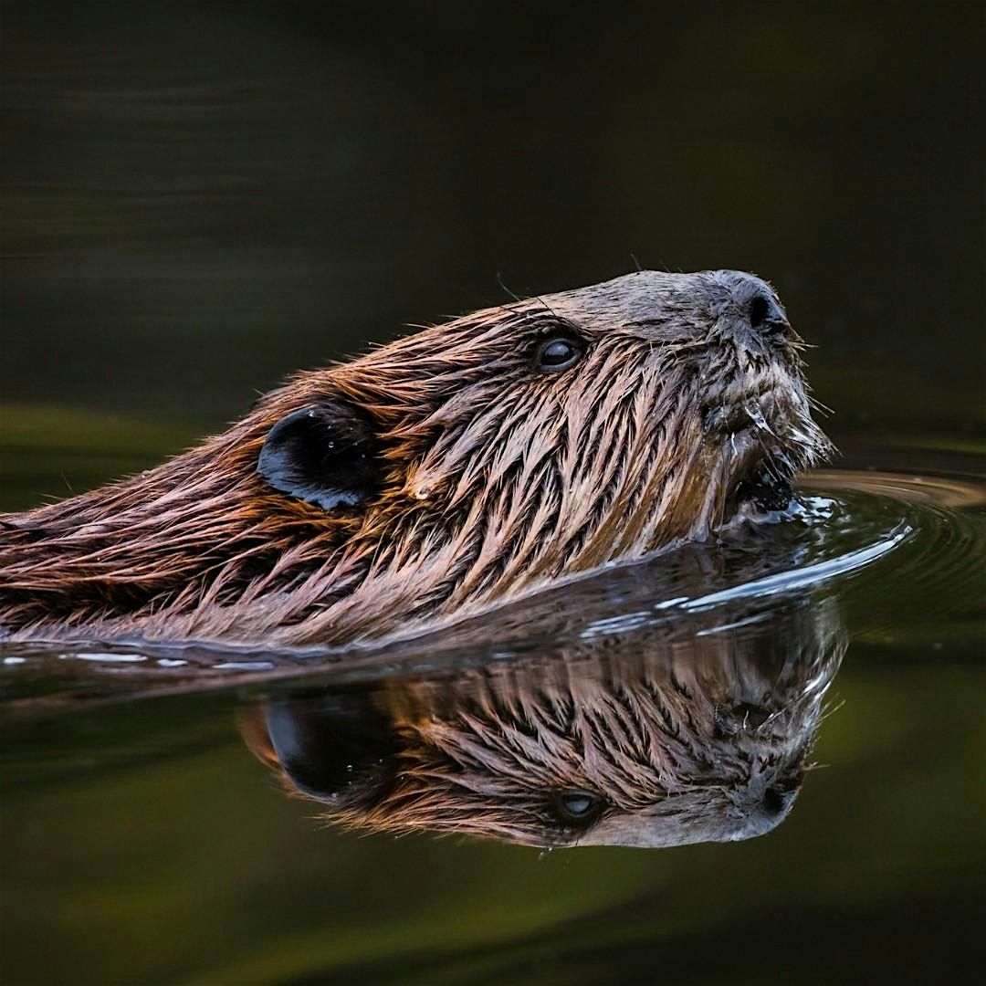 Local Volunteers Event: The Isle of Wight Beaver Recovery Project