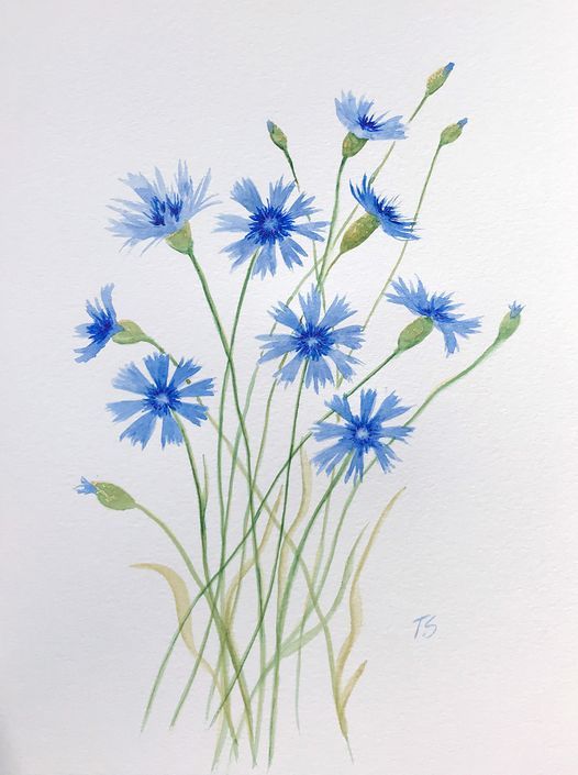 Watercolour Art Class - Cornflowers