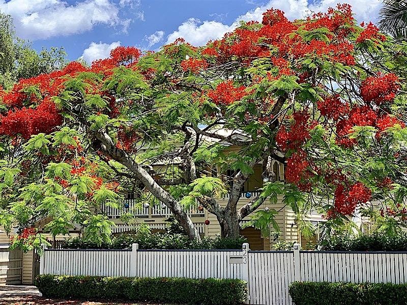 Royal Poinciana Festival guided tour of South Miami Avenue and Simpson Park