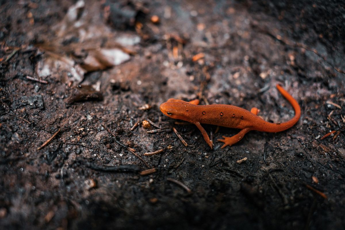 When a Salamander Speaks: Amphibian Responses to Climate Change in the Rocky Mountains