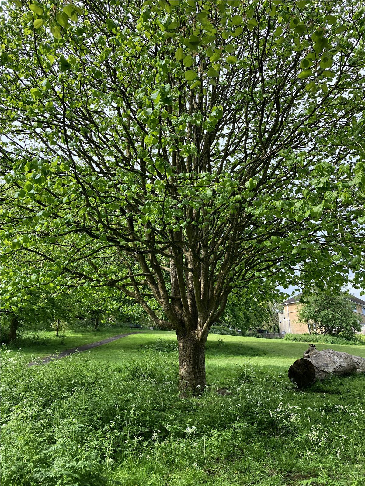 New Tree Walk from Moorlands Park