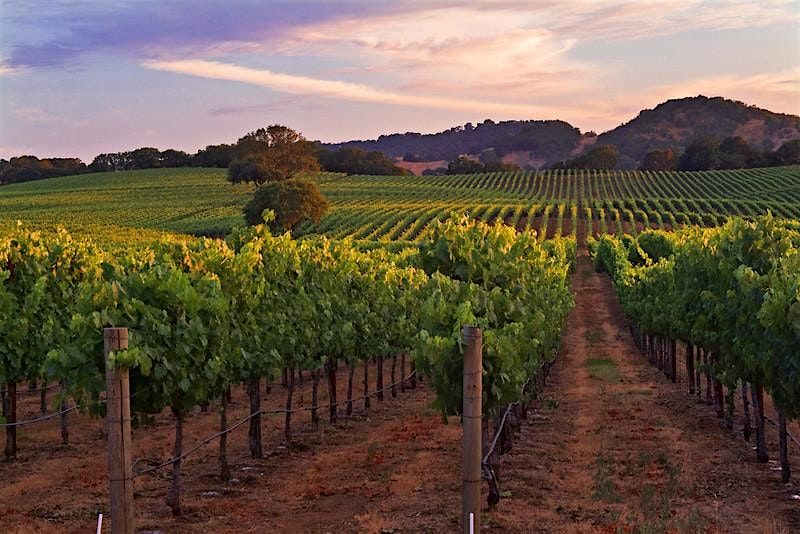 Canada Platinum Medal Wines 2025