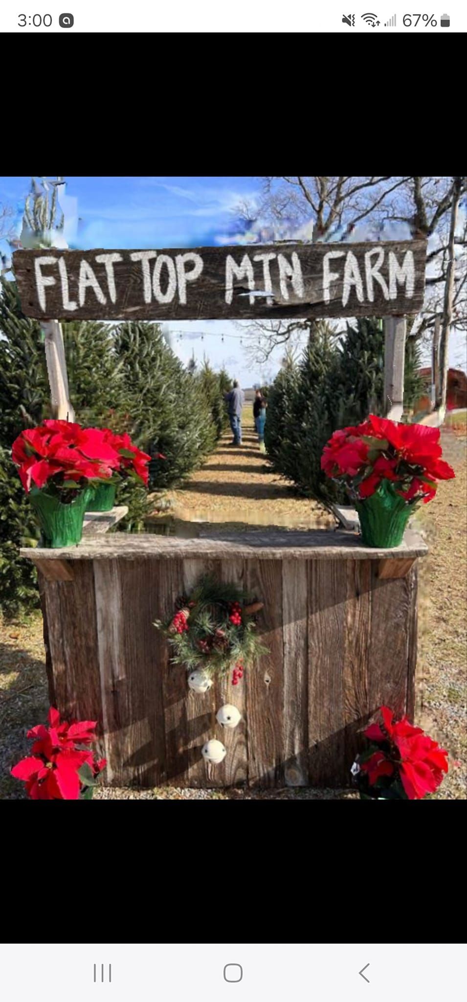 Christmas Minis at Flat Top Mountain Farm