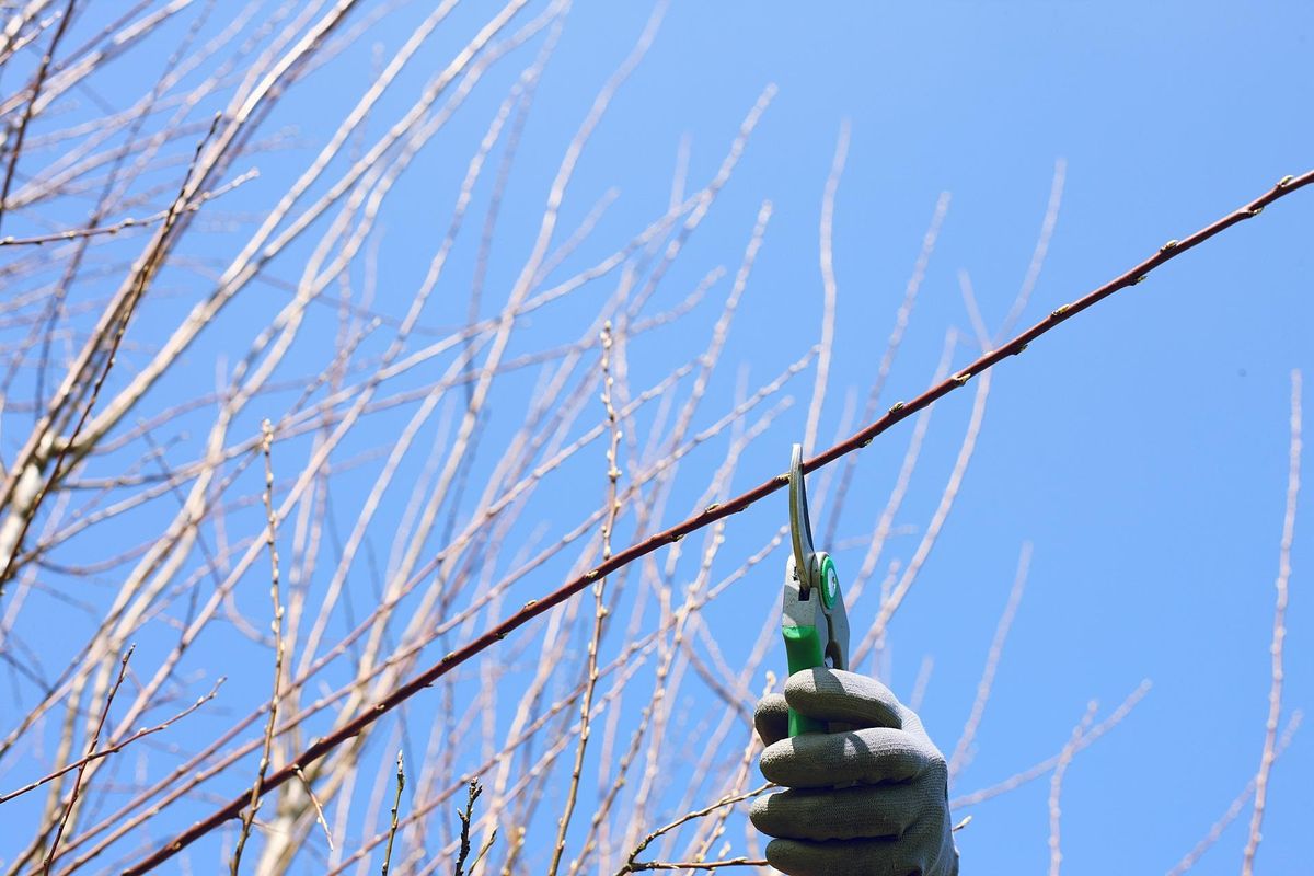 Restorative Pruning - Learn How to Prune Mature Fruit Trees