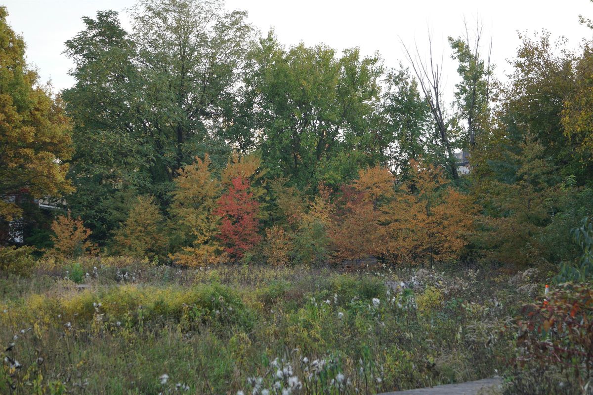Fall Meadow Ecology Walk
