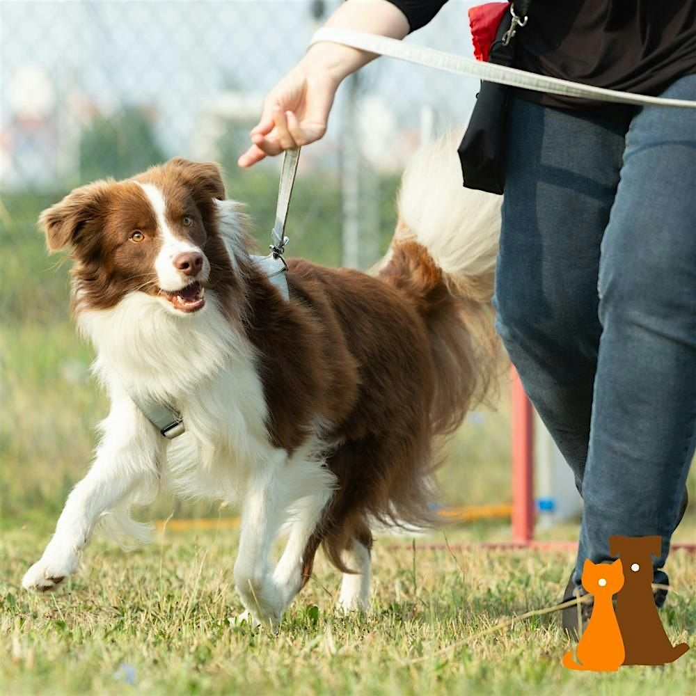 Het wandelvragenuurtje: Volwassen honden