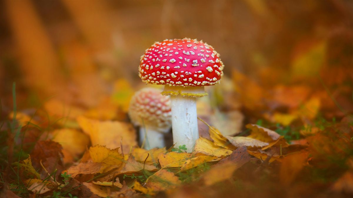 Roving Rangers Fungi Walk at Parrots Drumble