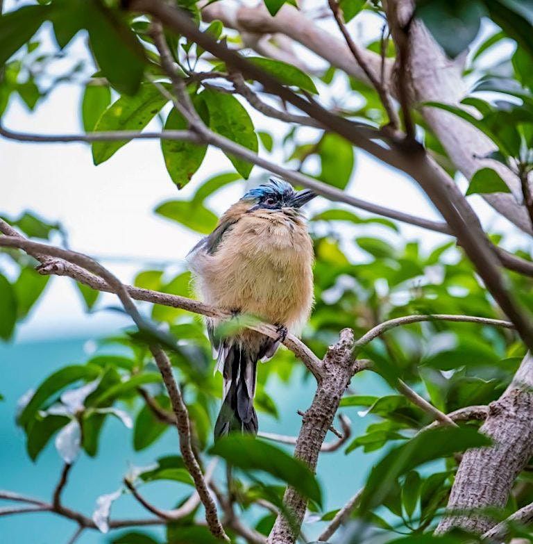 Birding at the Milwaukee County Zoo and Aviary Tour