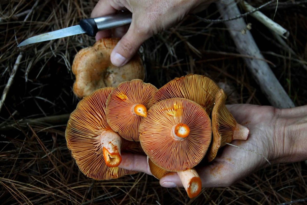 Beginners Autumn Foraging with Jemima Hall: Mushrooms and Berries