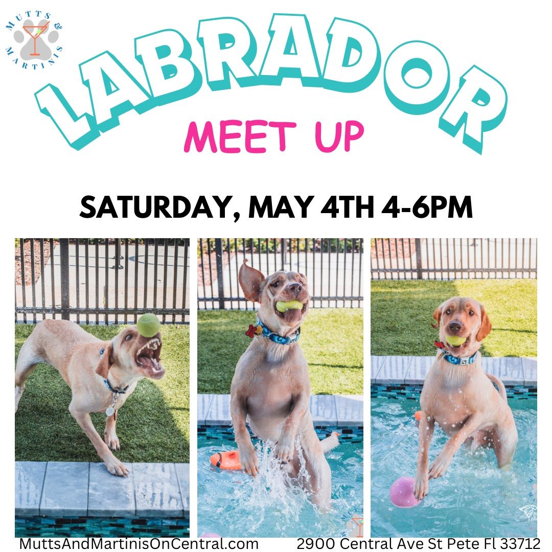 Labrador Meet Up