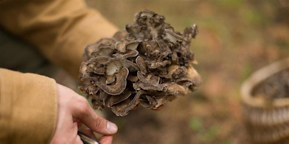 Premiere Class: Getting Wild\u2014Mushrooms, Fungi,  and Natural Wine